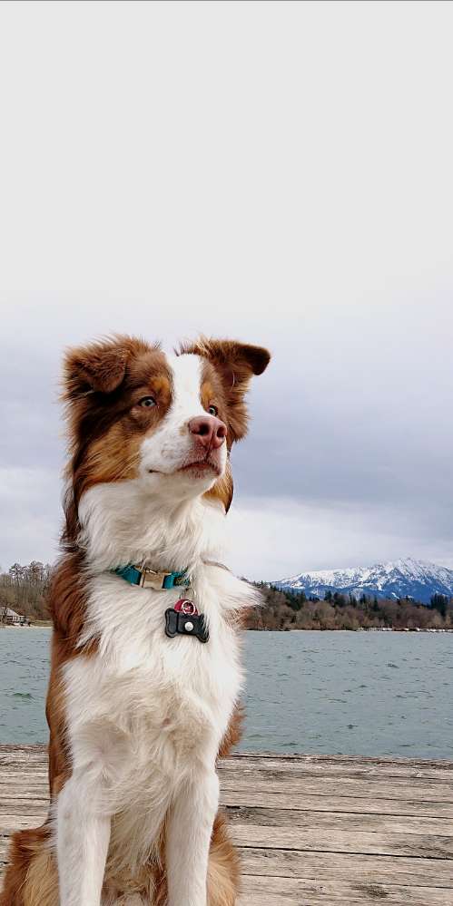 Hundetreffen-Hunde Kumpel gesucht 🐕-Profilbild