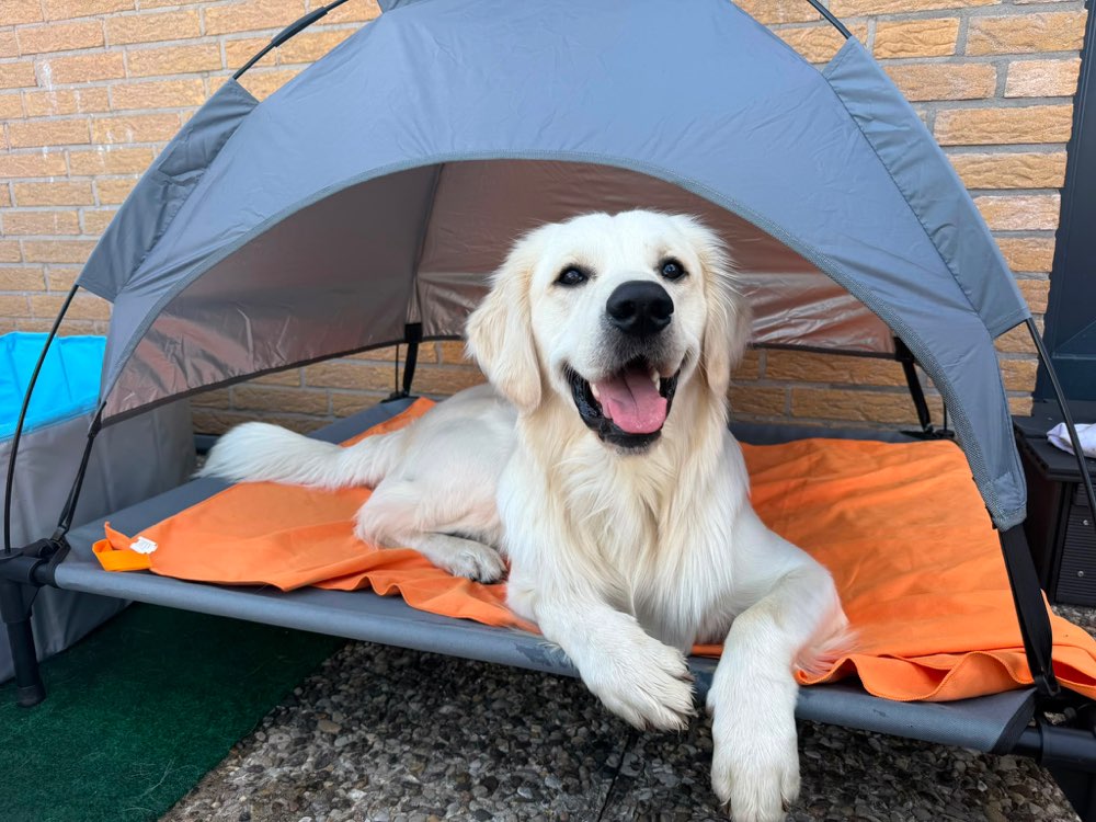 Hundetreffen-Freund zum Spielen….-Profilbild