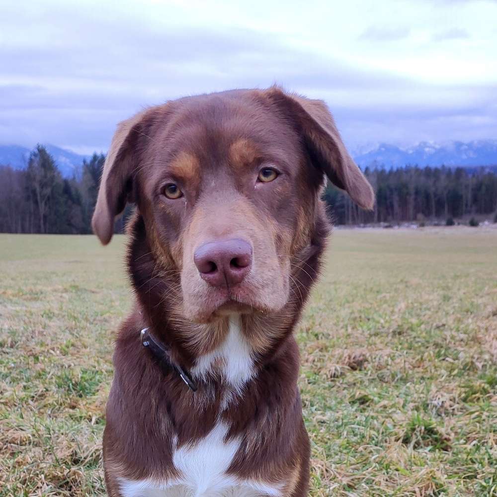 Hundetreffen-Zusammen spazieren, spielen oder auch trainieren-Profilbild