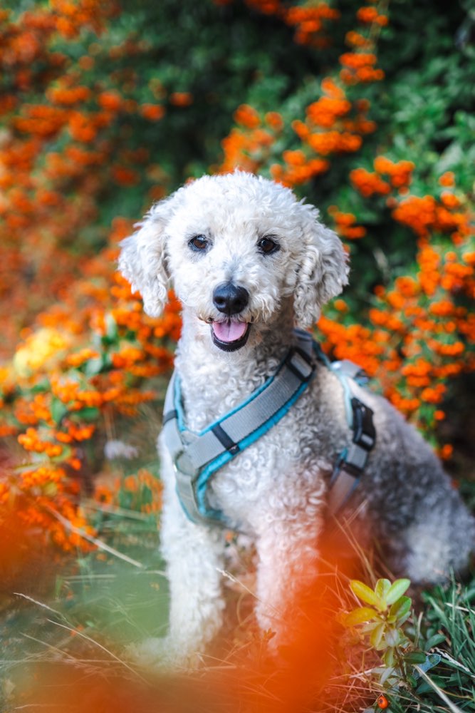 Hundetreffen-Tierfotografie / Shootings-Profilbild