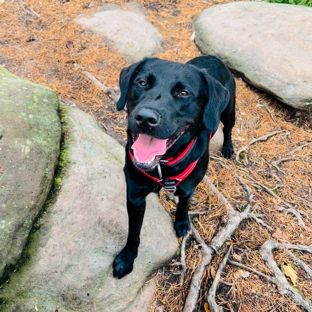 Hundetreffen-Treffen in Euskirchen / Stotzheim-Profilbild