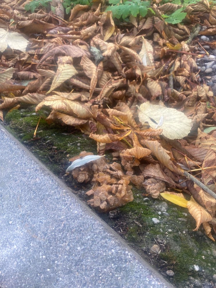 Giftköder-Verdacht auf Giftköder-Profilbild