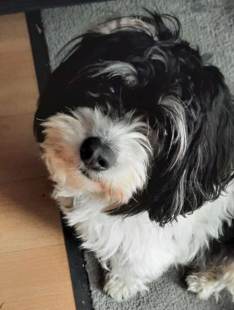 Hundetreffen-Rico und Snoopy suchen Gassi Freunde-Profilbild