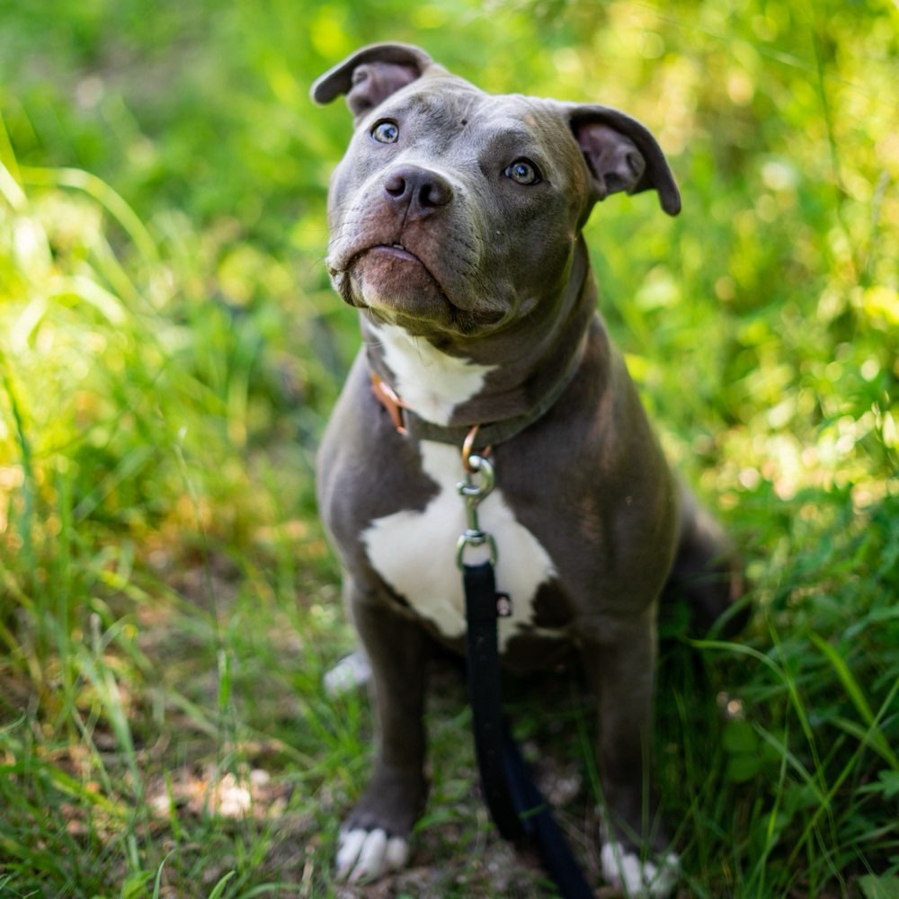 Hundetreffen-Spiel- und Gassirunden-Profilbild