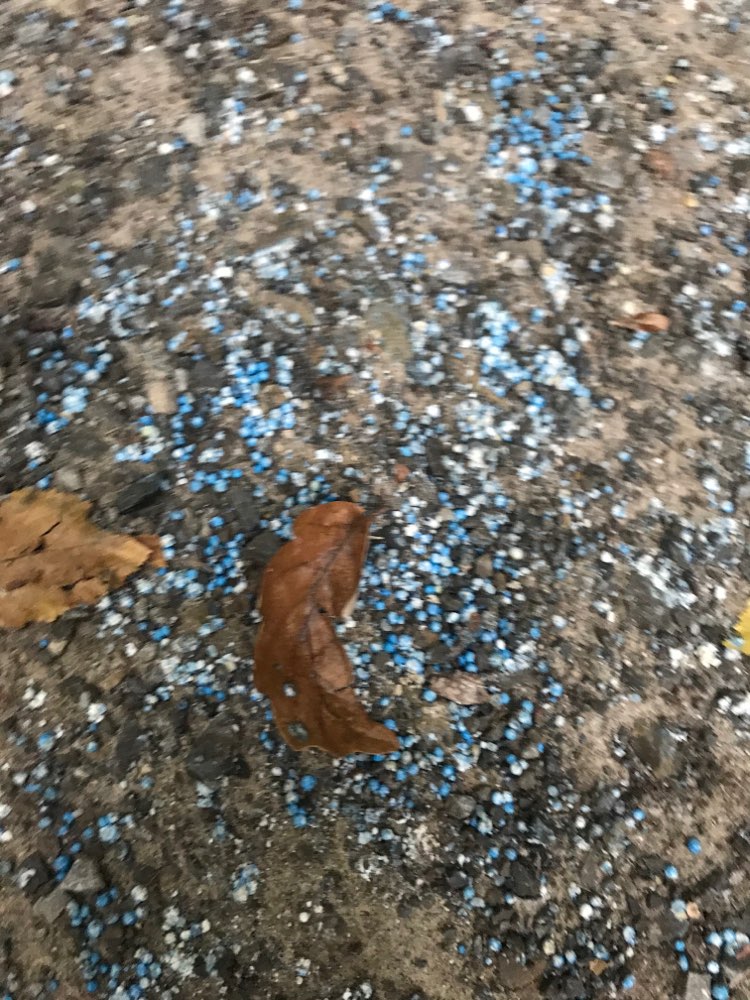 Giftköder-Giftköder-Profilbild