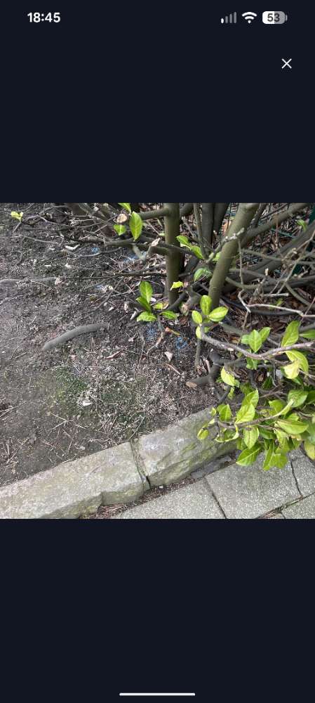 Giftköder-Schneckenkorn (o. Rattengift?) ausgelegt-Profilbild