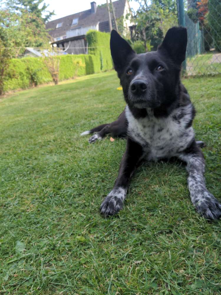 Hundetreffen-❤ Amira sucht BFF ❤-Profilbild