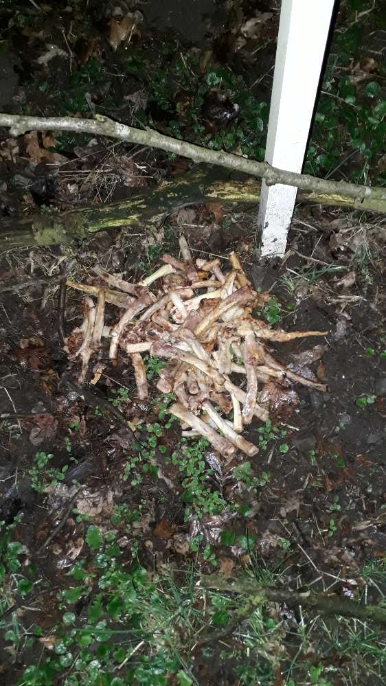 Giftköder-Knochenabfälle-Profilbild