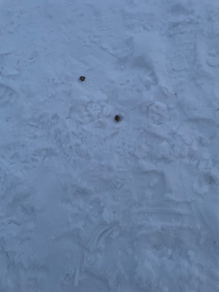 Giftköder-Verdacht auf Giftköder-Profilbild