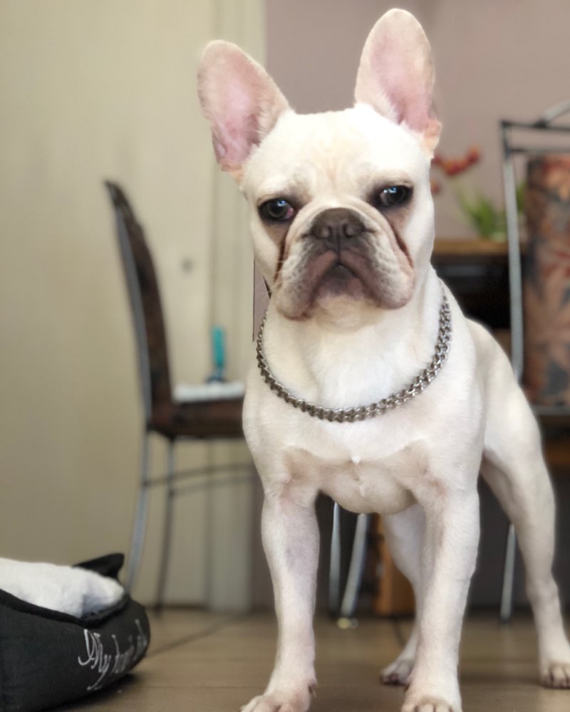 Hundetreffen-Hundefreunde zum Spazieren und spielen gesucht!-Profilbild