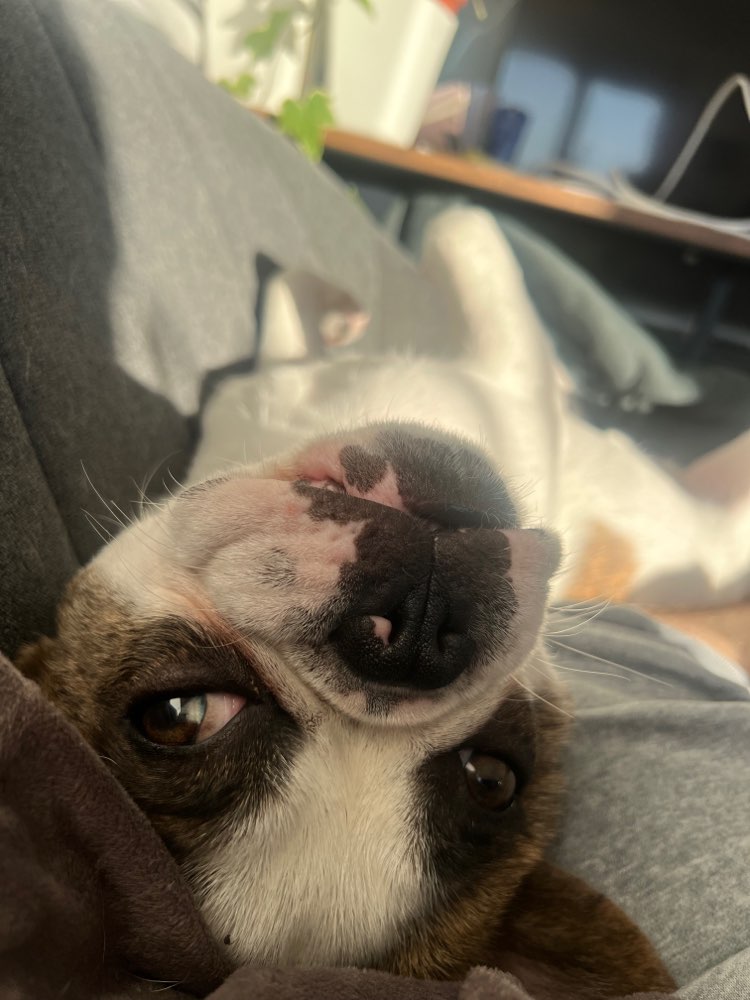 Hundetreffen-Spielrunde  Karlsruhe Neureut-Profilbild