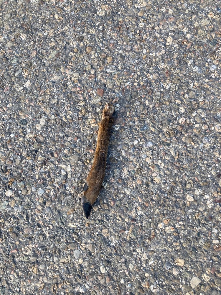 Giftköder-Rehbein-Profilbild