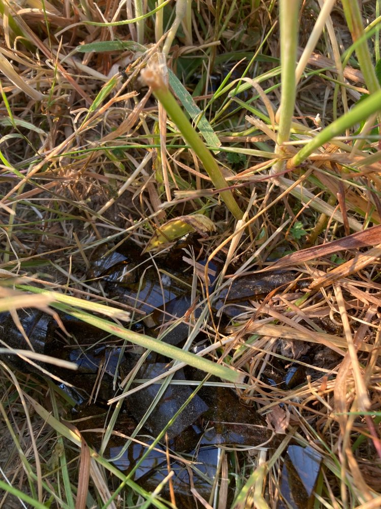 Giftköder-Scherben im Gras (Kreuzung bei der Weide-Profilbild