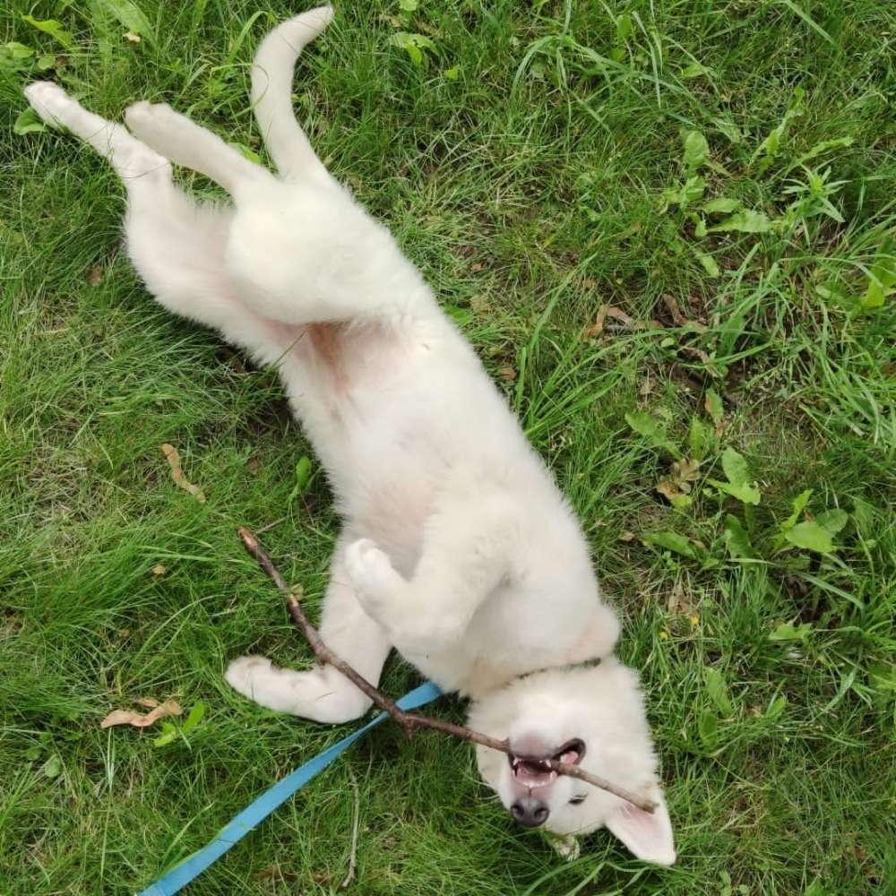 Hundetreffen-Gassirunde mit Spiel-Profilbild