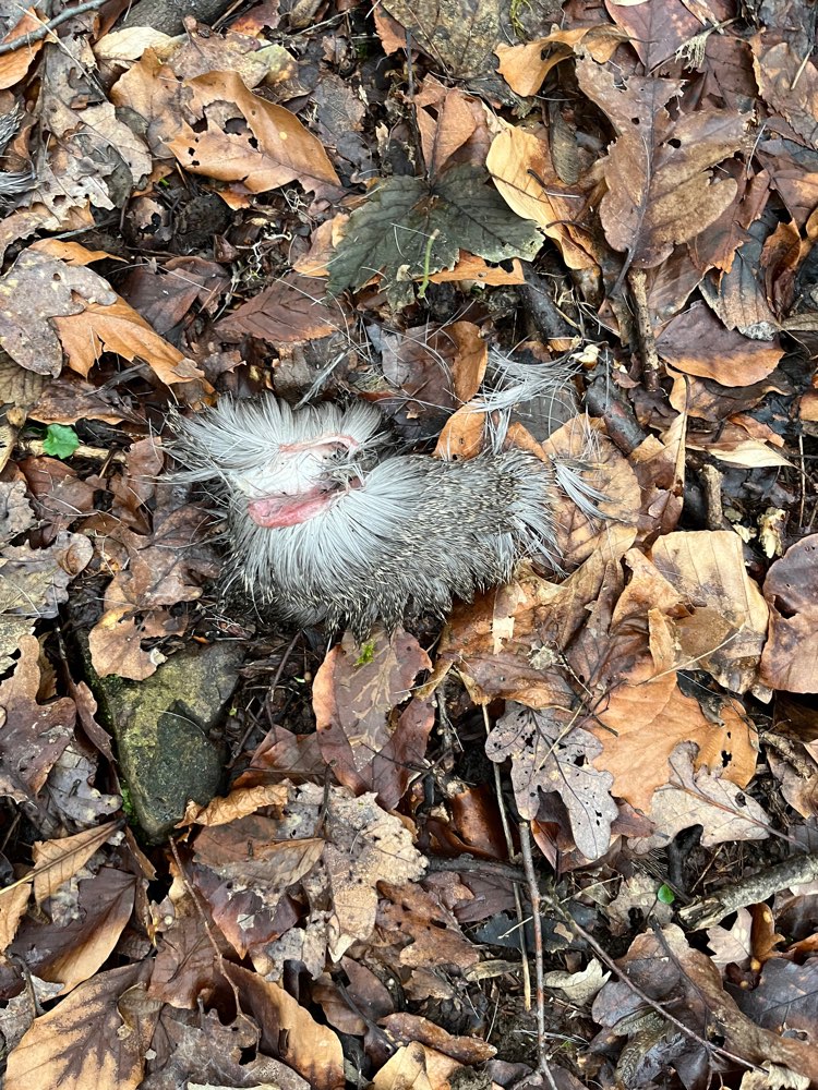 Giftköder-Wildschwein (?) Reste-Profilbild