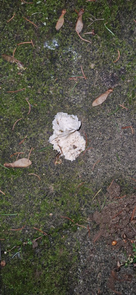 Giftköder-Weißwurst-Profilbild