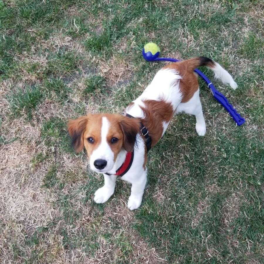 Hundetreffen-Welpenspiel mittlere Rasse 17 Wochen-Profilbild