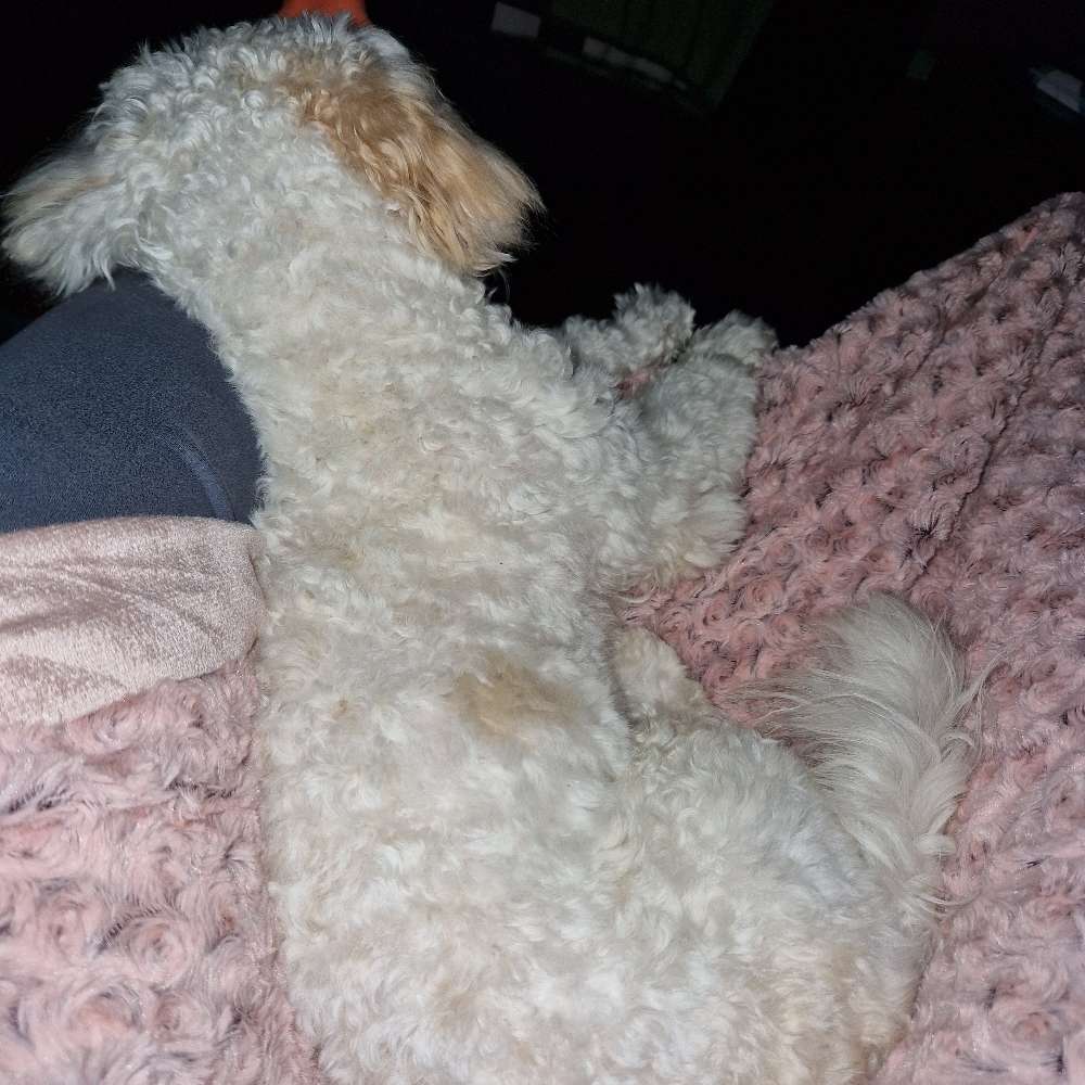 Hundetreffen-soziale Hunde Kontakte zu bekommen-Profilbild