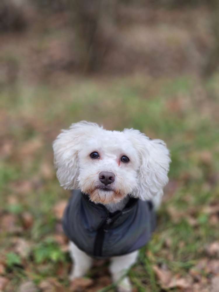 Hundetreffen-Hunde Spaziergang wildes Moor oterronfeld-Profilbild