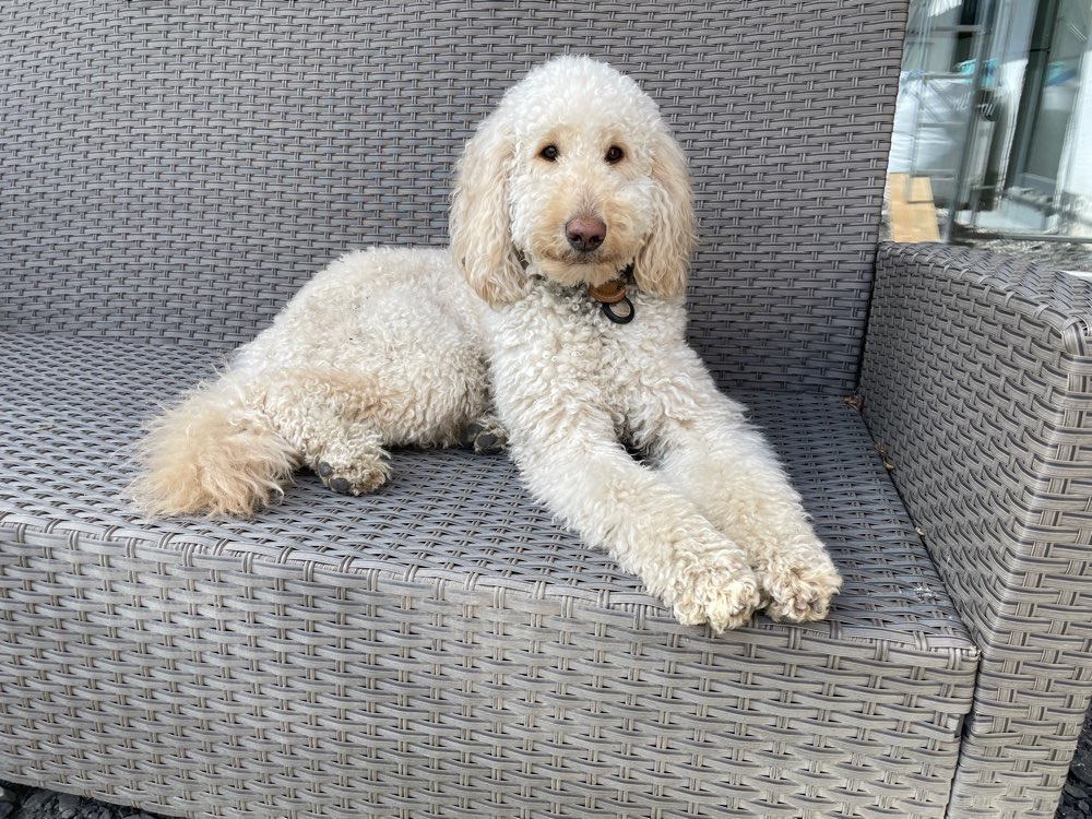 Hundetreffen-Nette Hunde- und Menschenbekanntschaft gesucht-Profilbild