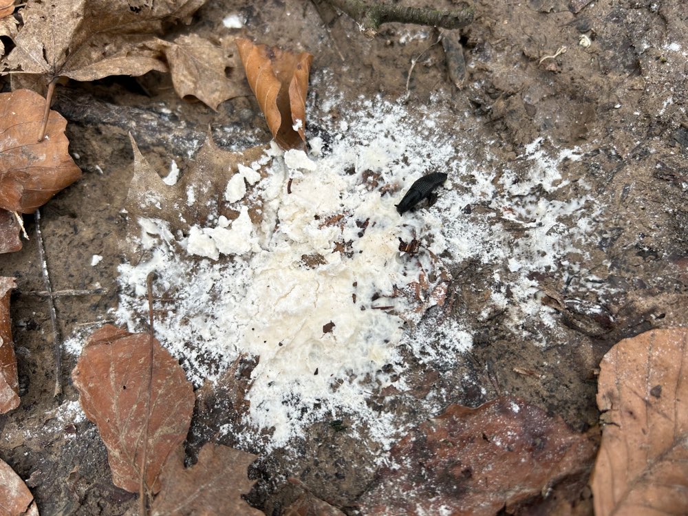 Giftköder-Weißes Pulver im Salonwald-Profilbild