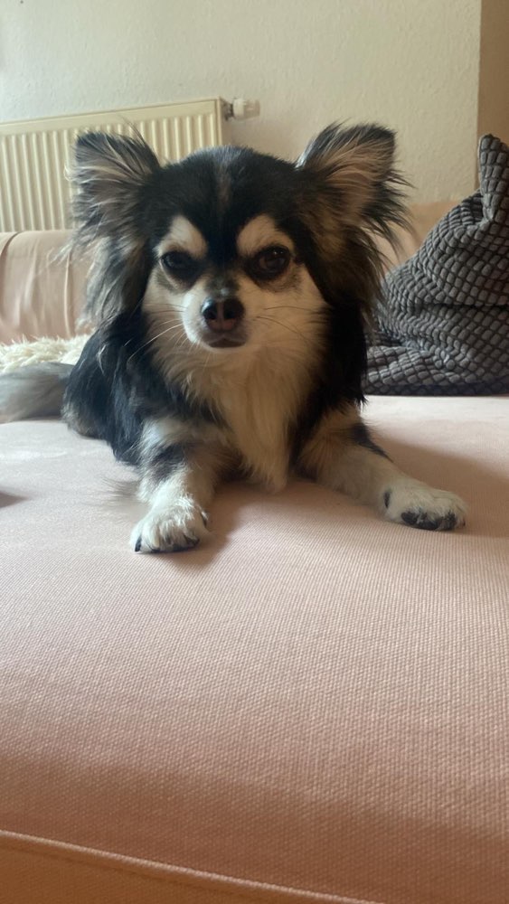 Hundetreffen-Moritz sucht andere Chihuahuas zum Spielen im Treptower Park-Profilbild