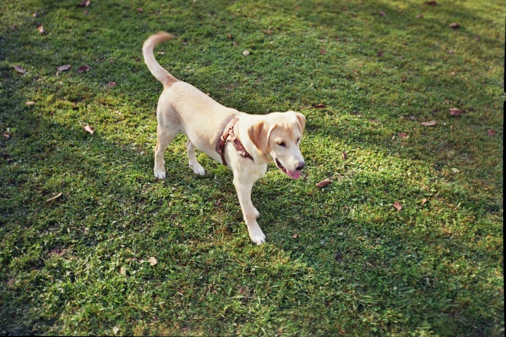 Hundetreffen-Spazieren & Spielen Nähe Albisrieden, Friesenberg,Albisgüetli-Profilbild