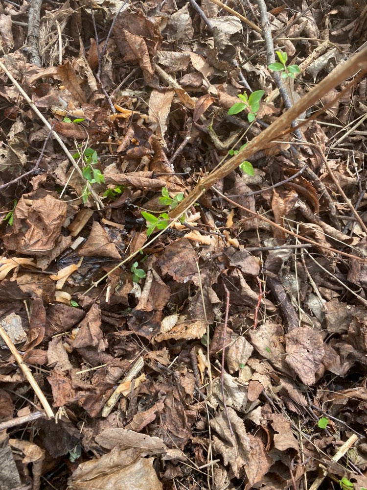 Giftköder-Fleisch unter Laub-Profilbild