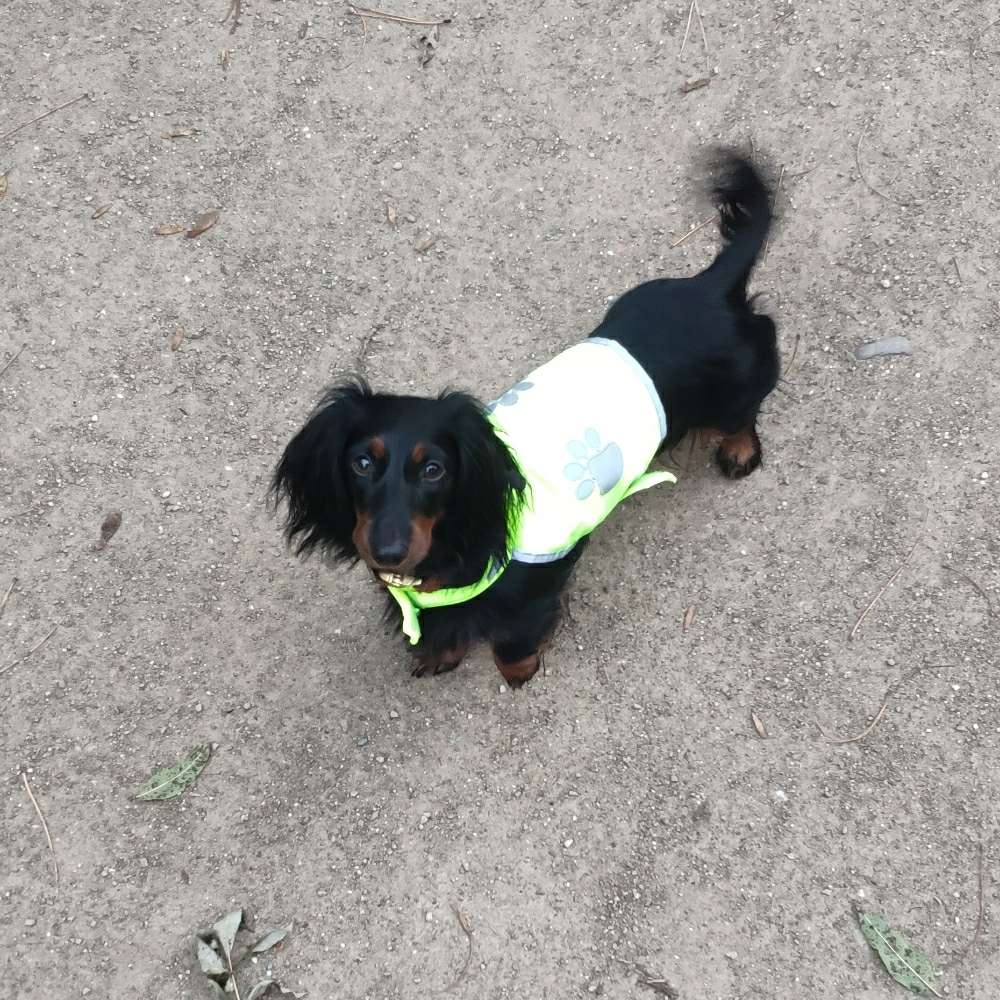 Hundetreffen-Spazieren u./o. Playdates rund um Engelskirchen (kl. Hunde)-Profilbild