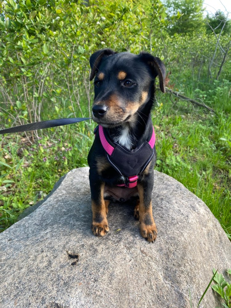 Hundetreffen-Welpentreff in Langenhorn-Profilbild