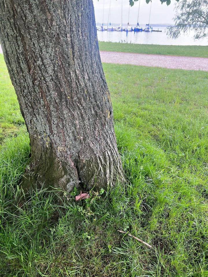 Giftköder-Giftköder-Profilbild