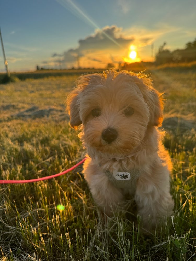 Hundetreffen-Welpentreff-Profilbild