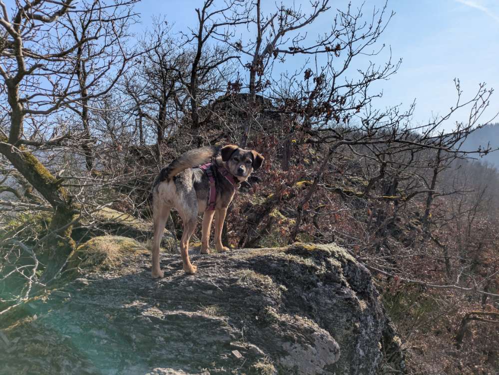 Hundetreffen-Gemeinsame Spaziergänge/Wanderungen-Profilbild