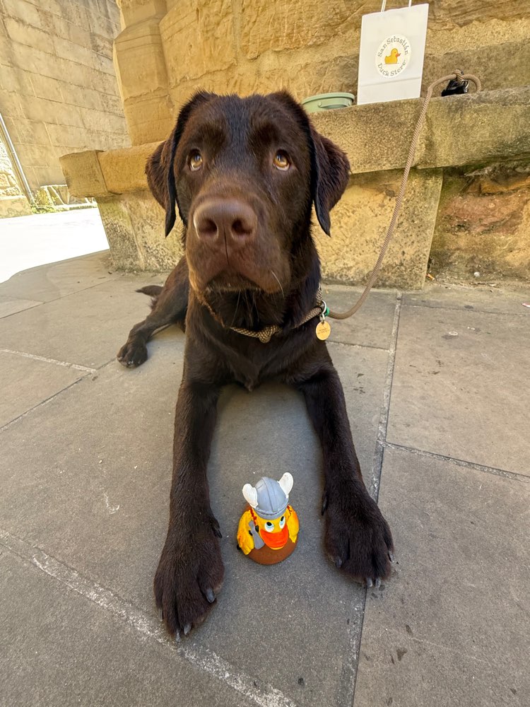Hundetreffen-Spielrunde-Profilbild