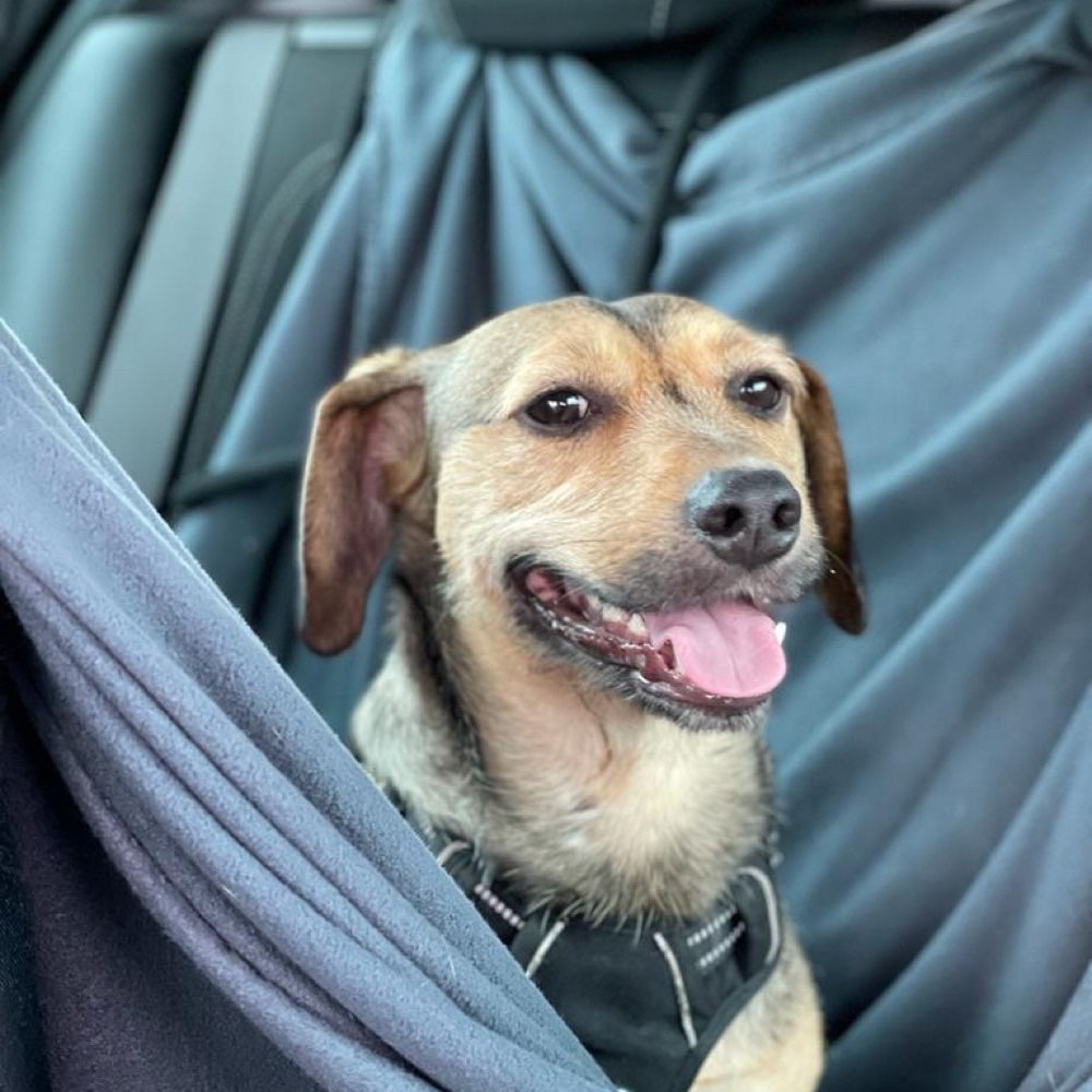 Hundetreffen-Gemeinsame Hundewanderung-Profilbild