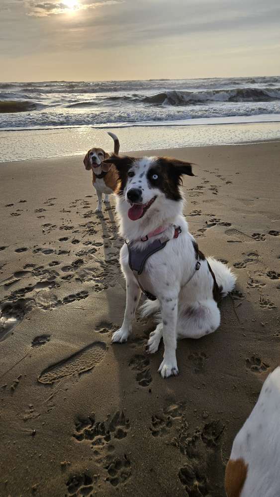 Hundetreffen-Ellie sucht einen Spielkameraden für die Hundewiese.-Profilbild