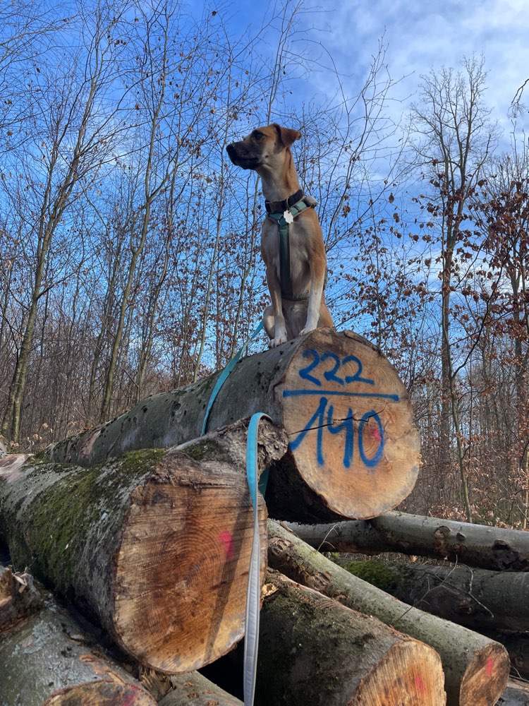 Hundetreffen-Gemeinsames Gassigehen ohne Kontakt (Mittelgroße- große Hunde)-Profilbild