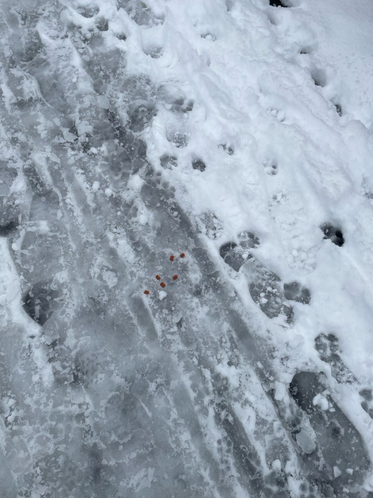 Giftköder-"Leckerli" gefunden-Profilbild