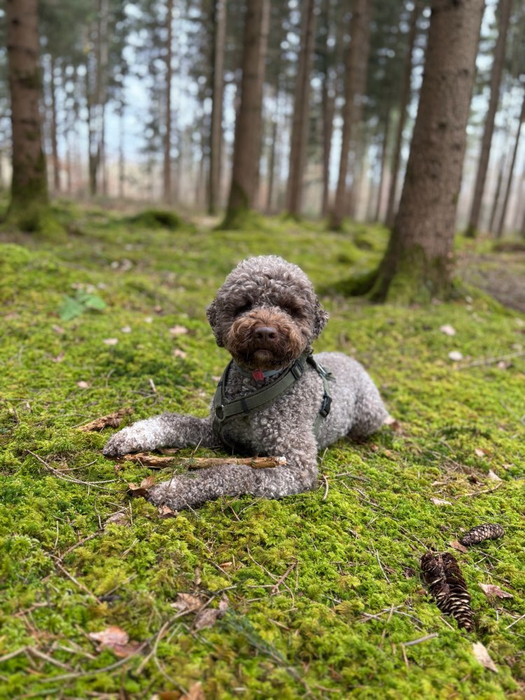 Hundetreffen-Gemeinsame Gassirunden-Profilbild
