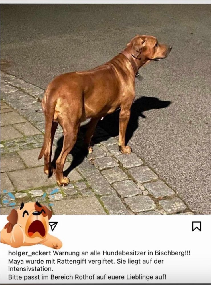 Giftköder-Rattengift-Profilbild