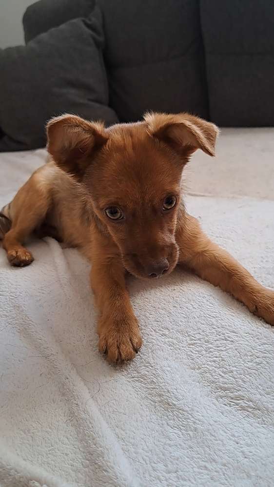 Hundetreffen-Minihund sucht Spielgefährten-Profilbild