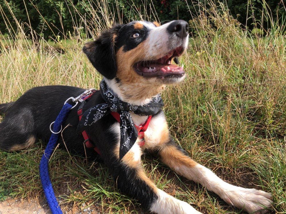 Hundetreffen-Hundetreff mit erwachsenen Hundeprofi gesucht-Profilbild