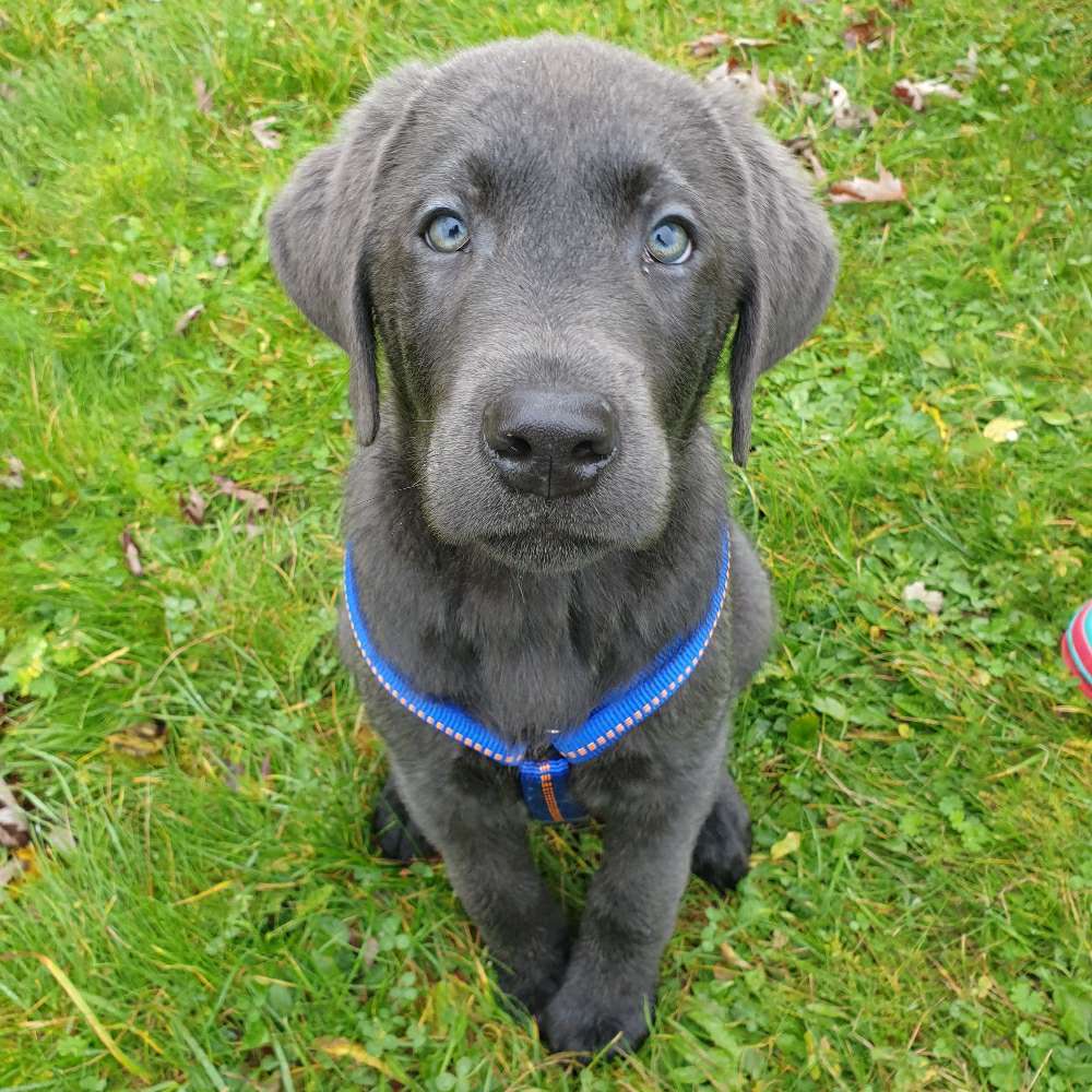 Hundetreffen-Welpentreffen in Kriftel-Profilbild