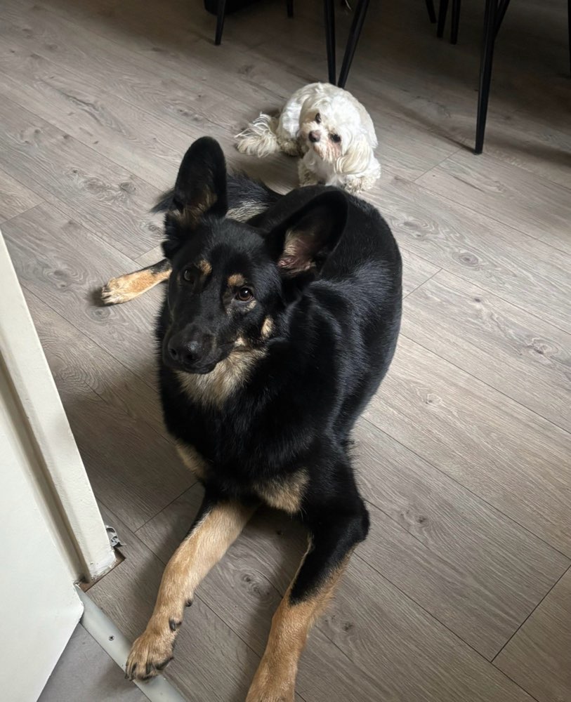 Hundetreffen-Gassifreunde-Profilbild