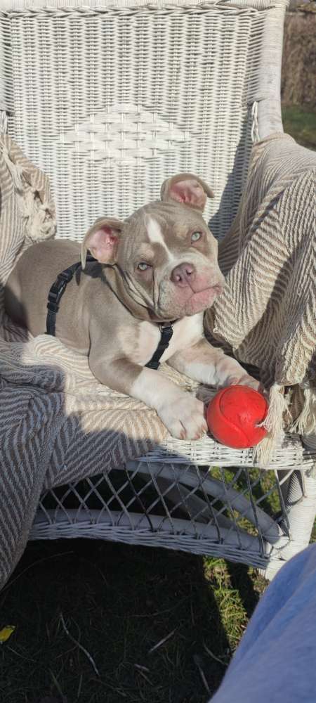 Hundetreffen-Pablo sucht einen Spielpartner-Profilbild