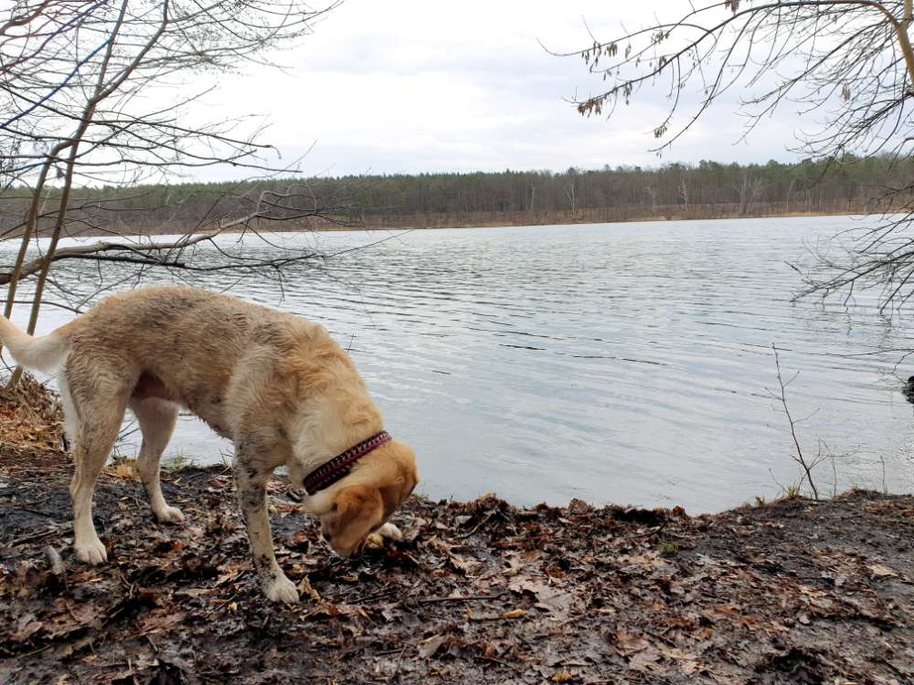 Hundetreffen-Schöne Gassirunde am Bötzsee-Profilbild