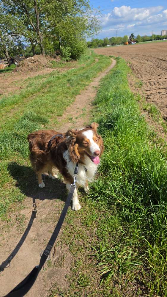 Hundetreffen-Hunde Freunde finden-Profilbild