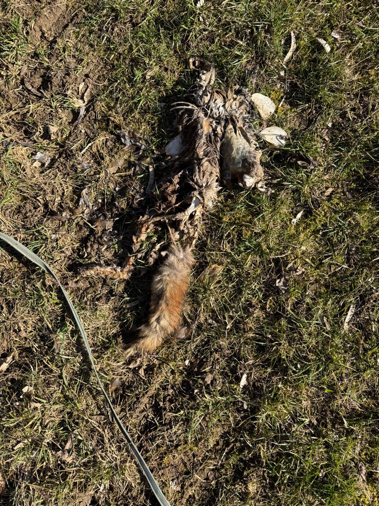 Giftköder-Toter, schon teilweise verwester, Fuchs-Profilbild