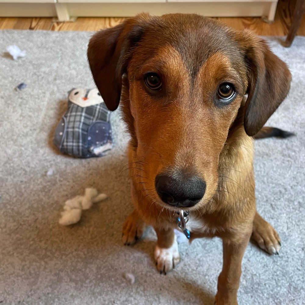 Hundetreffen-Regelmäßiger Treff für energische Welpen/Teenager in Weißensee-Profilbild