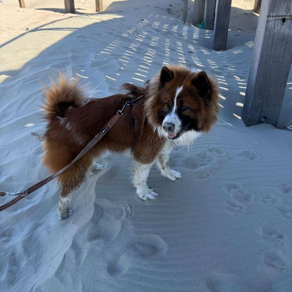 Hundetreffen-Spiel-, Gassi- oder Trainingspartner gesucht-Profilbild